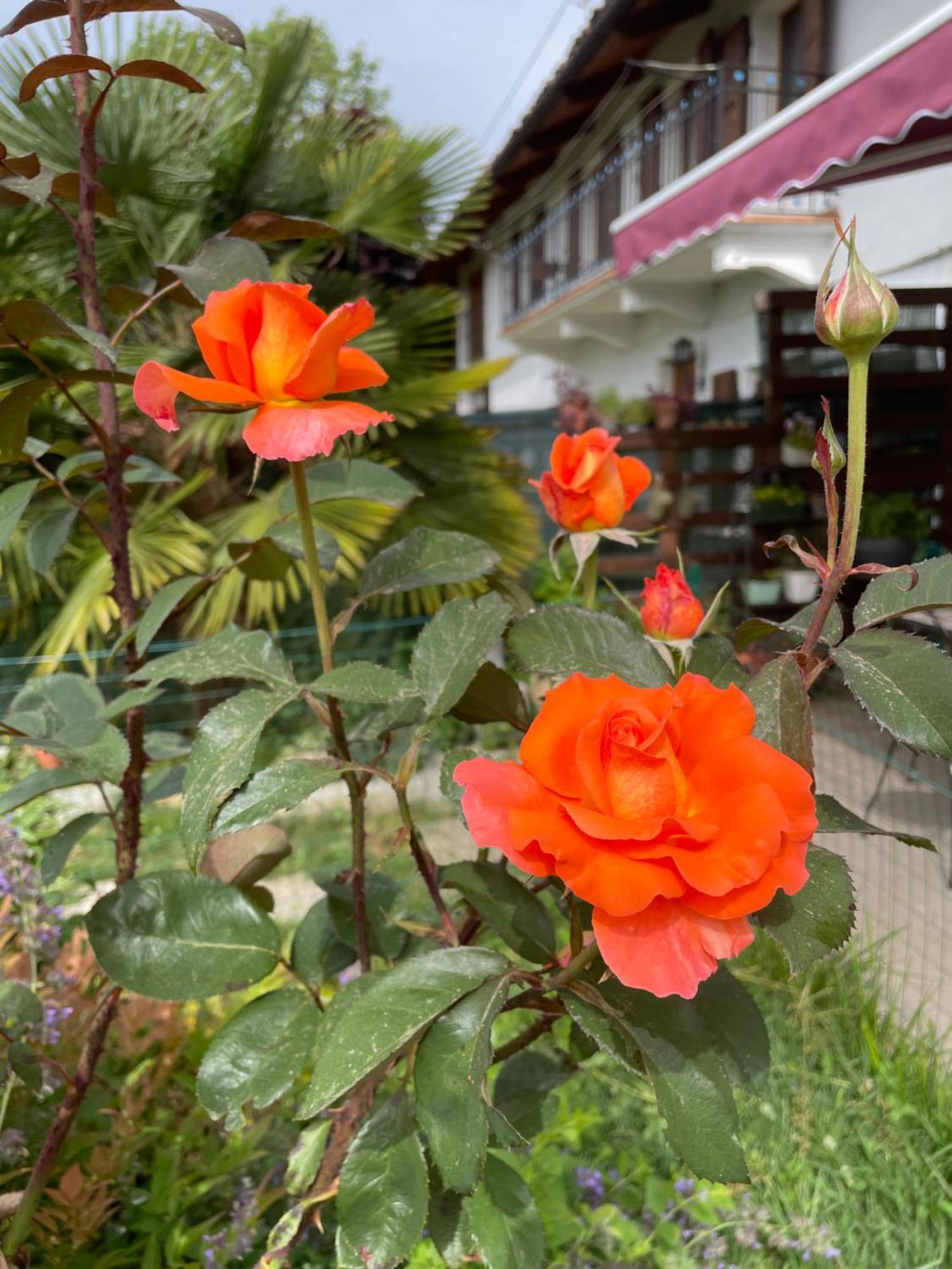 B&B Cascina Dei Levrieri Capriglio Dış mekan fotoğraf